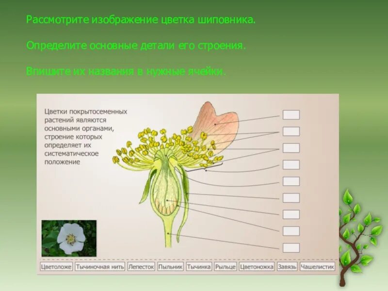 Проверочная по покрытосеменным. Покрытосеменные 7 класс биология. Строение покрытосеменных растений. Строение цветковых растений. Строение цветка шиповника.