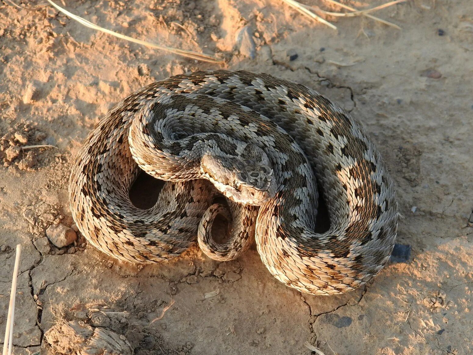 Пустынная гадюка земляная змея. Степная гадюка (Vipera Renardi). Степная гадюка (Vipera Ursini Bonaparte). Восточная Степная гадюка Vipera Renardi (Christoph, 1861). Гадюка Степная Восточная Pelias Renardi.