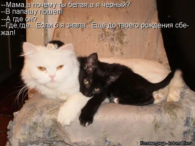 вопросы к маме и вопросы к папе. где мама. материнское сердце.