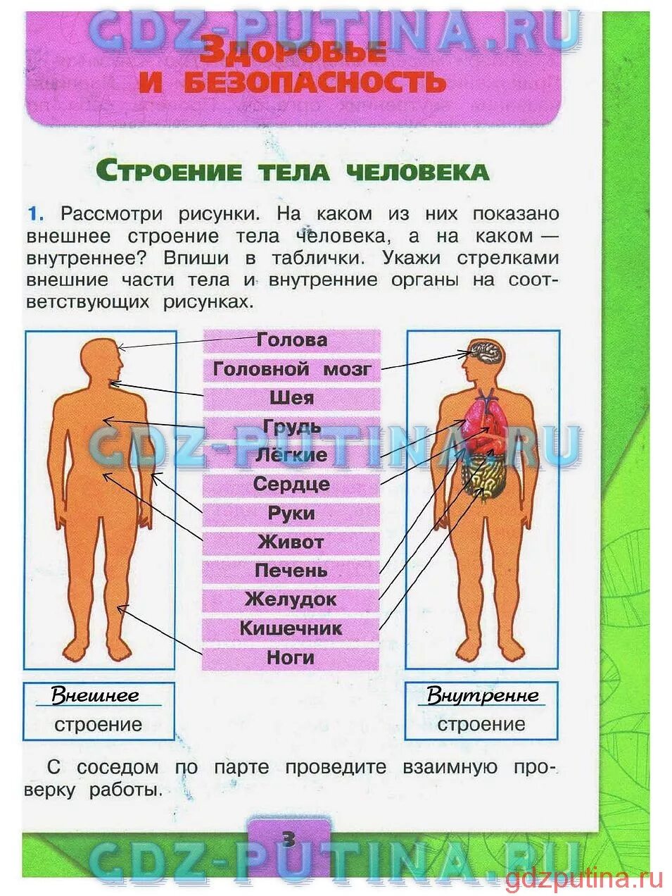 Строение тела человека 2 класс окружающий мир рабочая тетрадь. Тело человека окр мир. Строение человека 2 класс. Туловище человека по окружающему миру 2 класс. Проверочная работа по окружающему миру строение человека