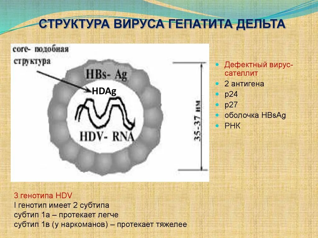 Гепатит в без дельта агента. Структура вируса гепатита в. Структура вируса гепатита в строение. Строение вируса гепатита Дельта. Дефектные вирусы гепатита.