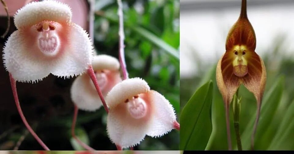 Жизнь похож на цветок. Орхидея Дракула симиа. Орхидея Обезьянья Дракула. Орхидея-обезьяна, Обезьяний Дракула. Орхидея Дракула вампира.