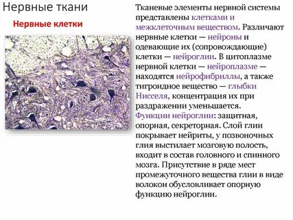 Межклеточное вещество в мышечной ткани