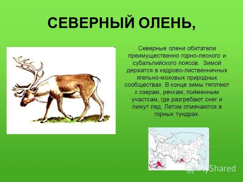 олень презентация