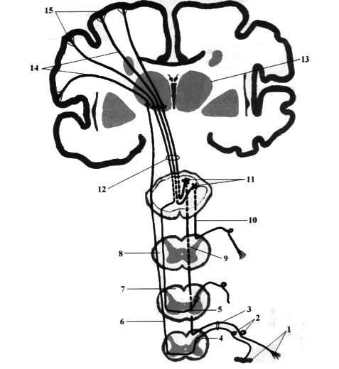 Спинно таламический. Передний спинно-таламический путь. Схема спинно-таламического пути. Латеральный спиноталамический путь схема. Схема переднего спинно-таламического пути.