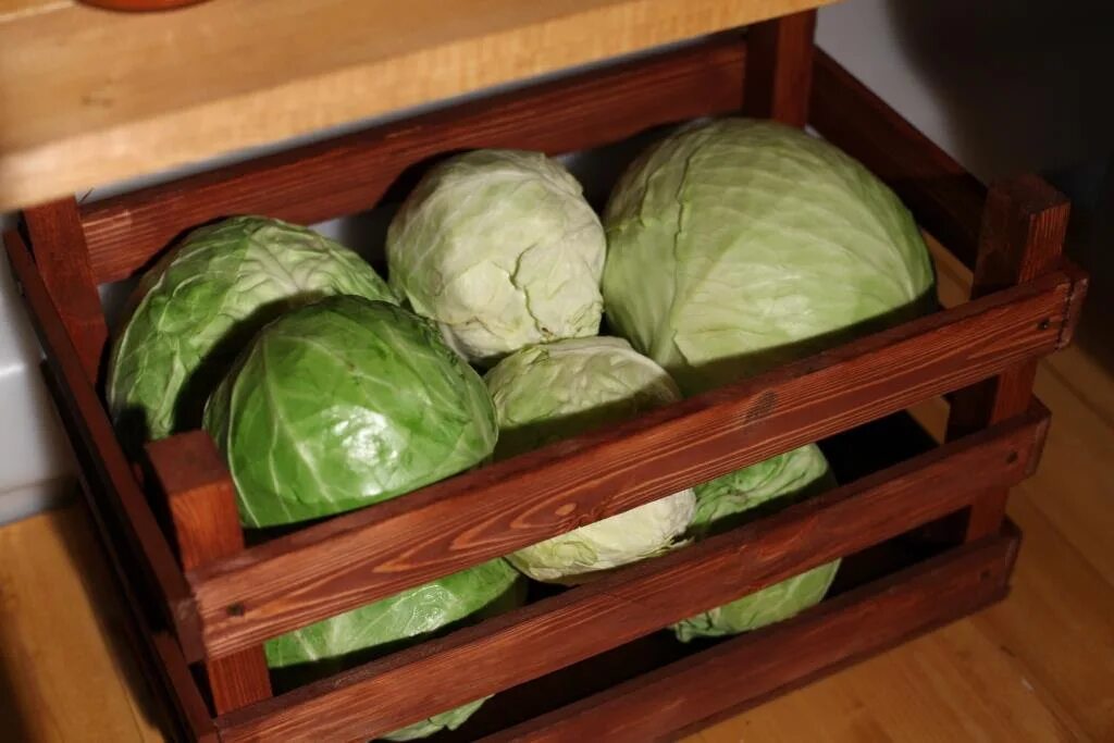 Можно хранить капусту в холодильнике. Ящик для хранения капусты. Капуста в погребе. Хранение капусты. Урожай капусты.