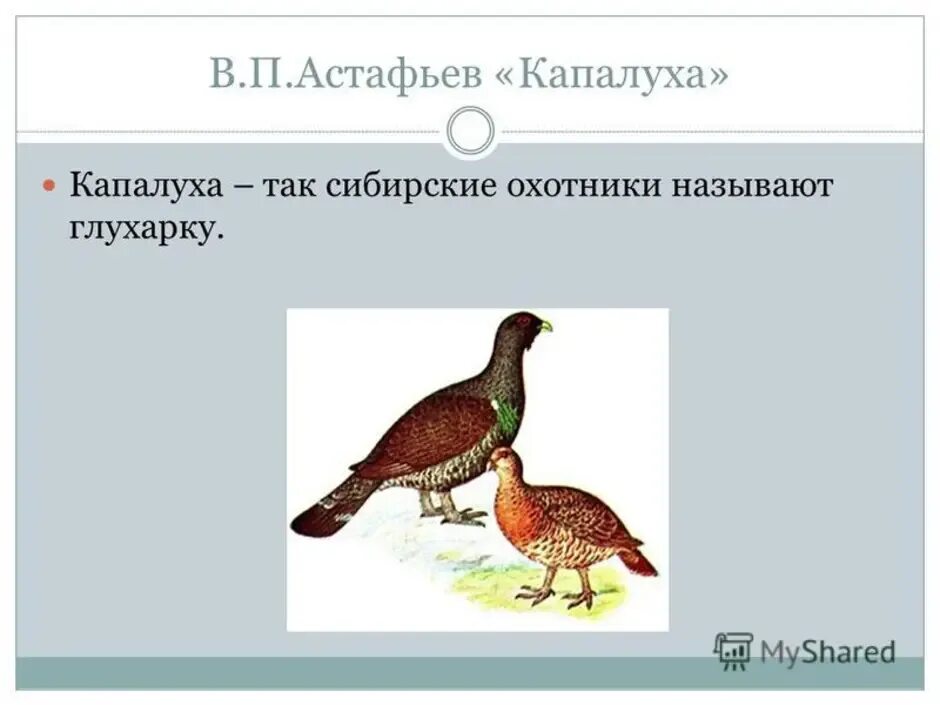 Капалуха герои произведения. В П Астафьев Капалуха 3 класс. Иллюстрация к произведению Астафьева Капалуха. Рисунок к рассказу Капалуха.