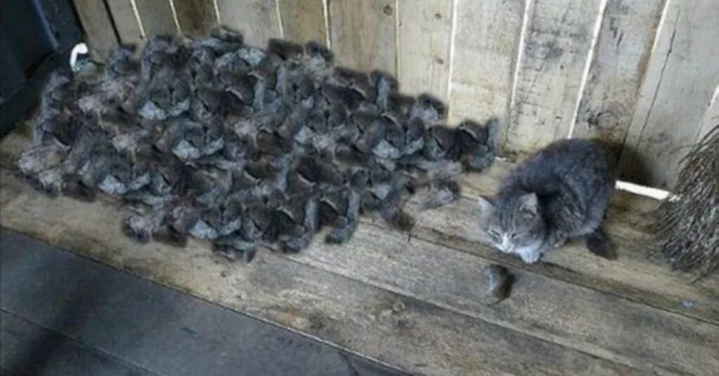 Всемирный день крысок. Крысы. Храм карни мата в индии фото. Крыса живая. Селрвеа приручил крысу пасюка.