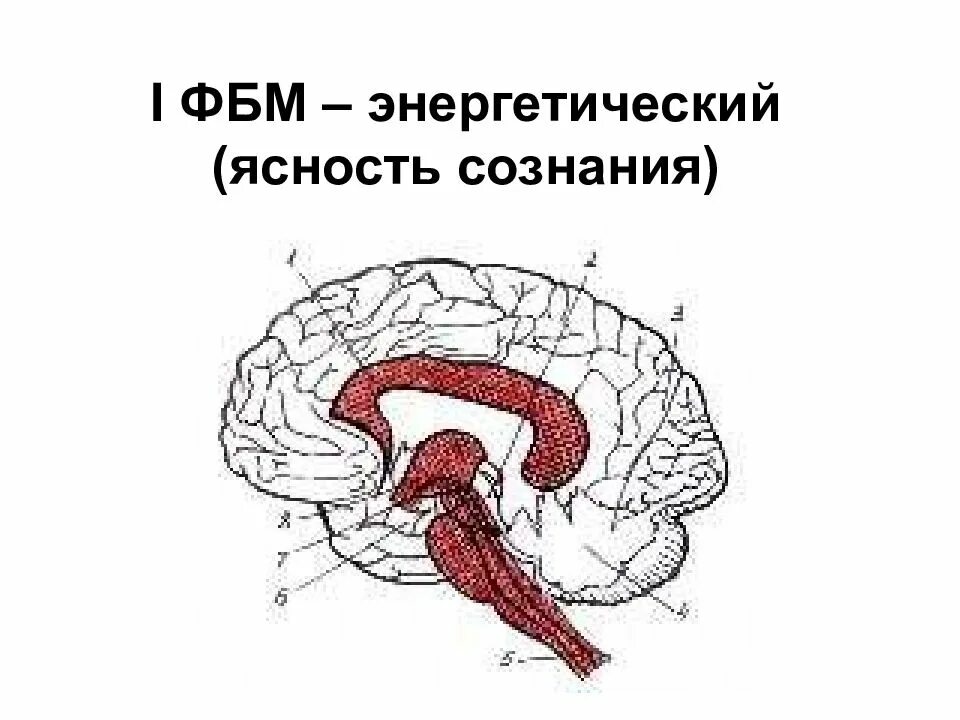 Морфофункциональные блоки мозга Лурия. Функциональные блоки могза. Функциональные блоки мозга схема. Первый функциональный блок мозга. Функциональное нарушение мозга