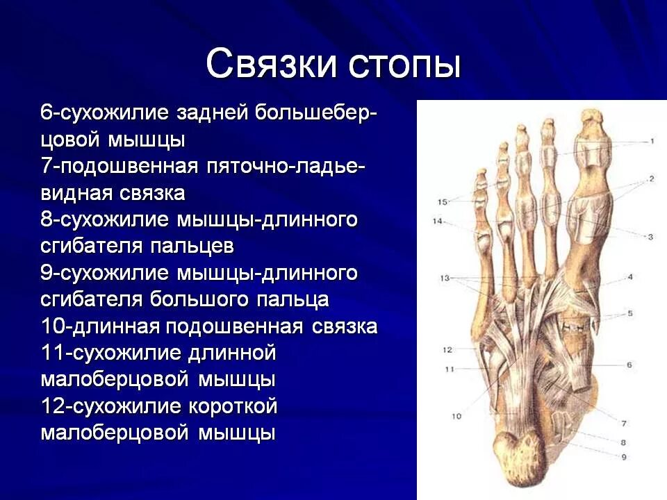 Связочный аппарат стопы. Связки стопы анатомия строение. Длинная подошвенная связка анатомия. Анатомия связочного аппарата стопы. Длинная подошвенная связка стопы анатомия.