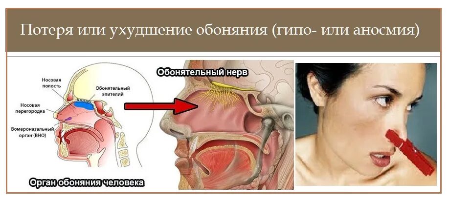 В носу стоит запах. Потеря обоняния. Потеря обоняния и вкуса. Симптомы потери обоняния. Заболевания органа обоняния.