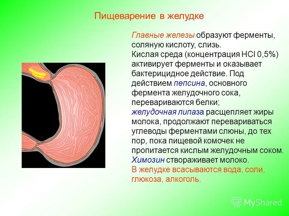 Среда пищевода