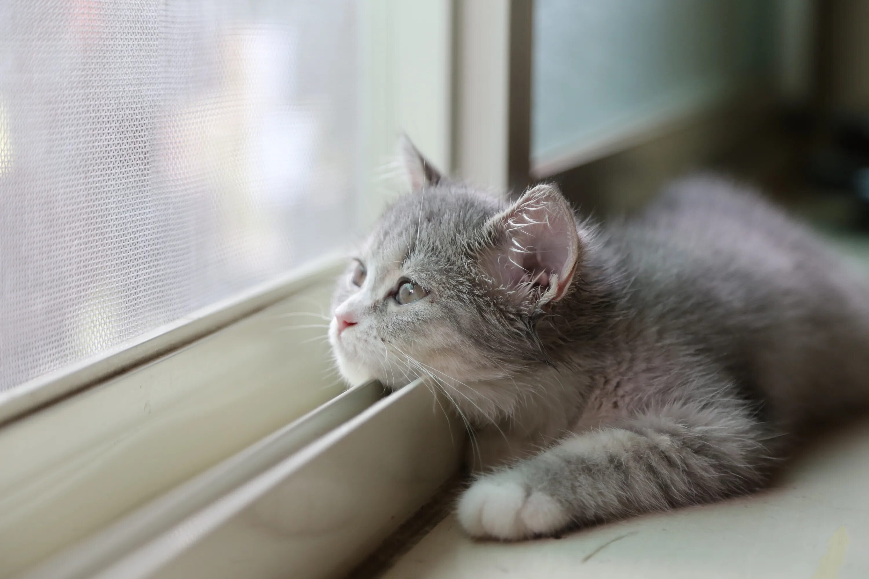 Песни милый очень грустно. Котик ждет. Кот скучает. Скучающий котенок. Котенок грустит.