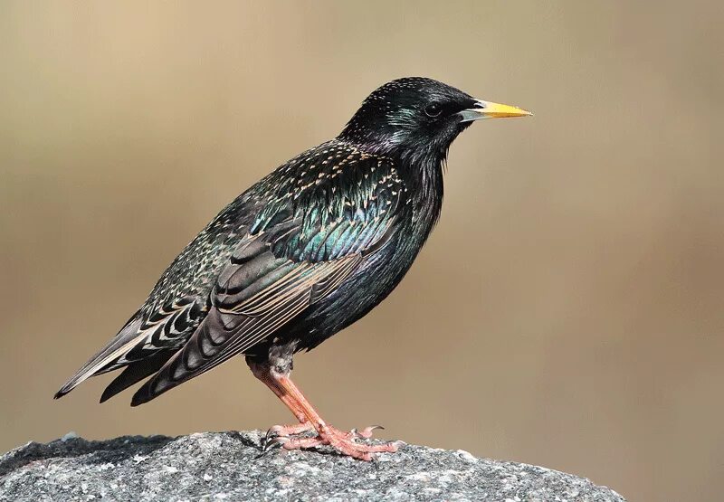 Скворец доктор. Желтогрудый скворец. Обыкновенный скворец шпак. Скворец дальневосточный фото. Голоса птиц скворец.