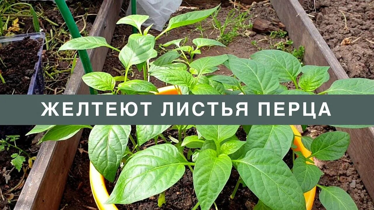 Желтеют листья у перца в теплице почему. Хлороз рассады перцев. листья перца. желтеют листья перца. желтеют листья у перца в теплице.