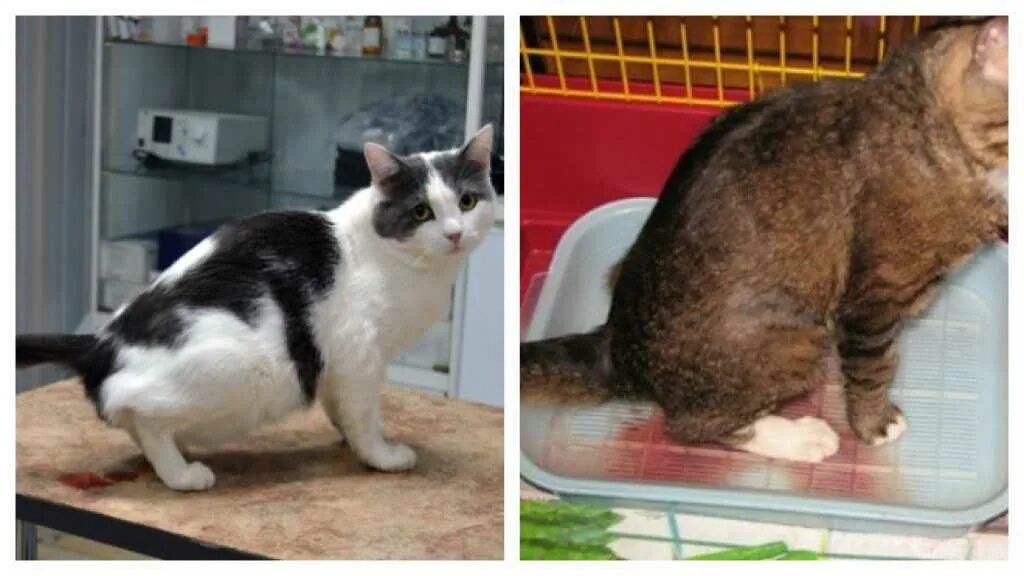 Кот писает с кровью лечение. Мочекаменная болезнь у кота. вынужденная поза у кота.