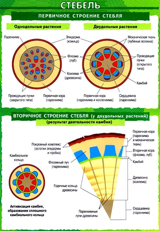 Однодольные растения ткани. Внутреннее строение стебля однодольных растений. Внутреннее строение стебля двудольных растений. Строение стебля однодольных и двудольных растений таблица. Строение стебля однодольного растения.