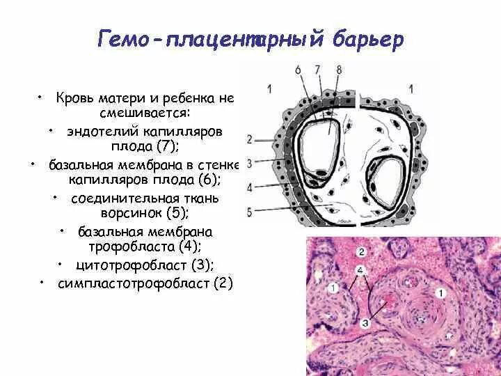 Плацентарный барьер гистология. Гематоплацентарный барьер. Состав гемато плацентарного барьера. Фетоплацентарный барьер. Структуры образующие плацентарный барьер.