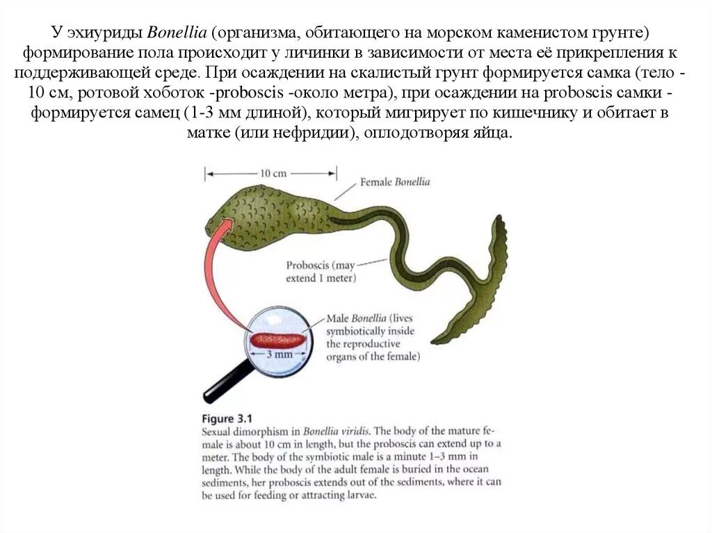 Пол на черве