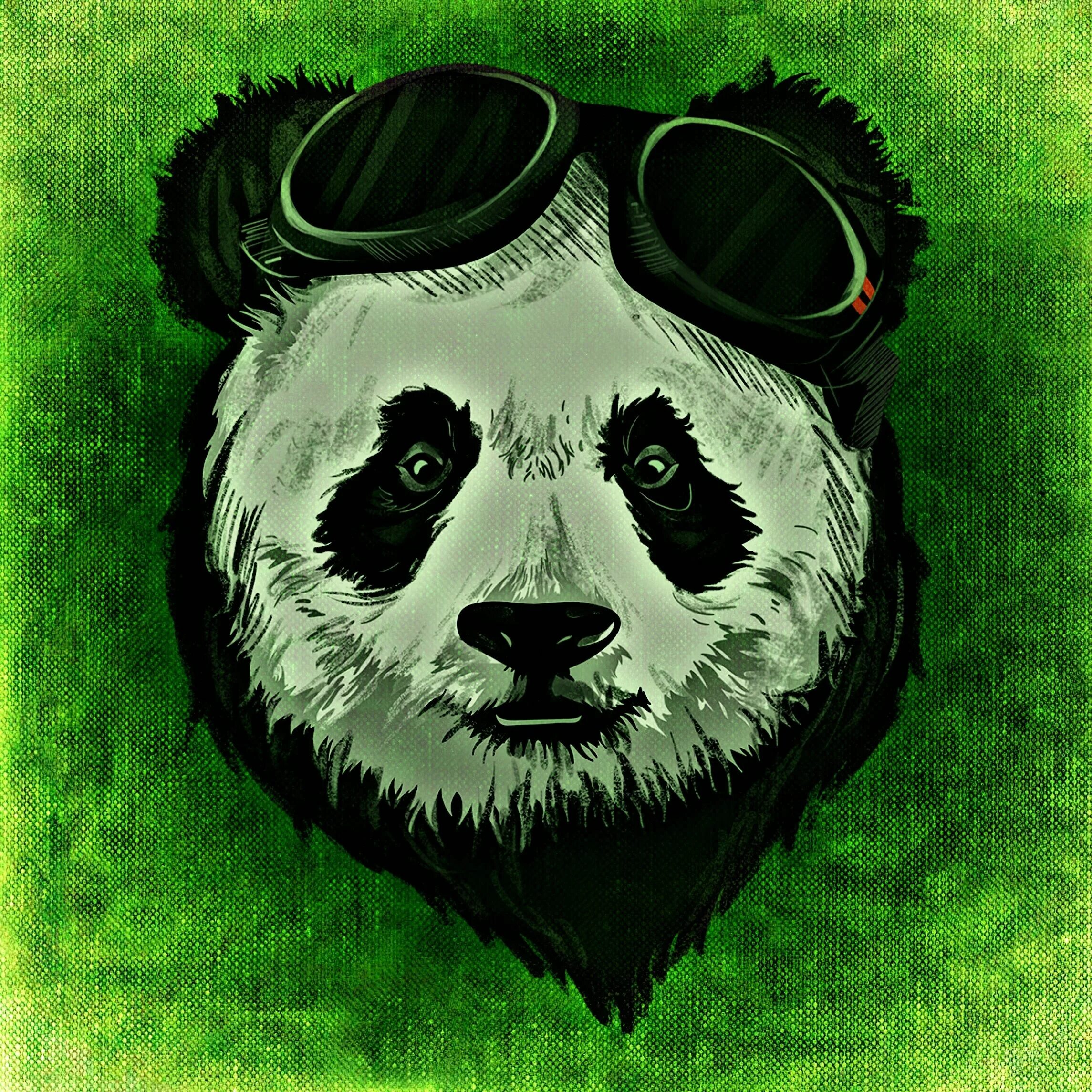 Панда в очках. Панда. Крутая Панда. Медведь арт. Панда на аву.