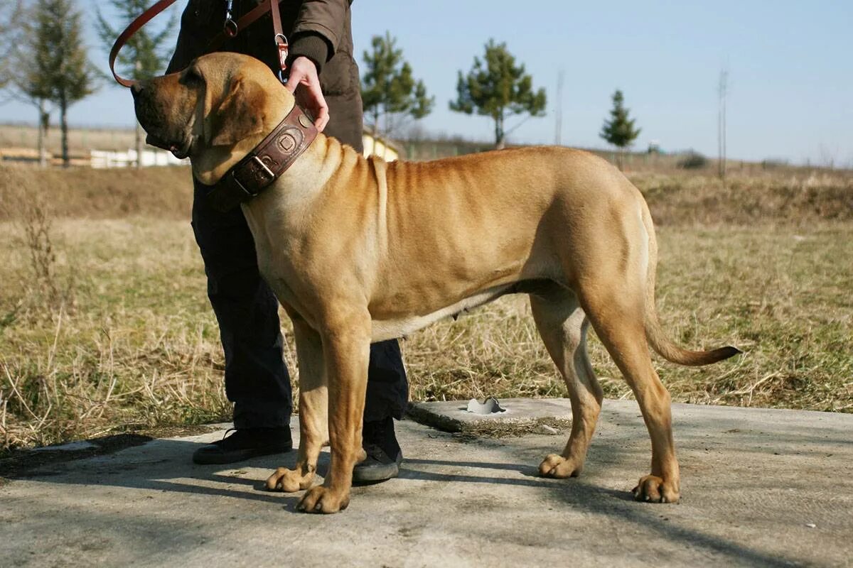 Brazil dog. Фила бразилейро порода собак. Бразильский мастиф фила бразилейро. Brazil dog. Бразильский мастиф.