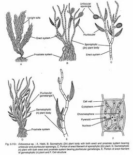 Plant body