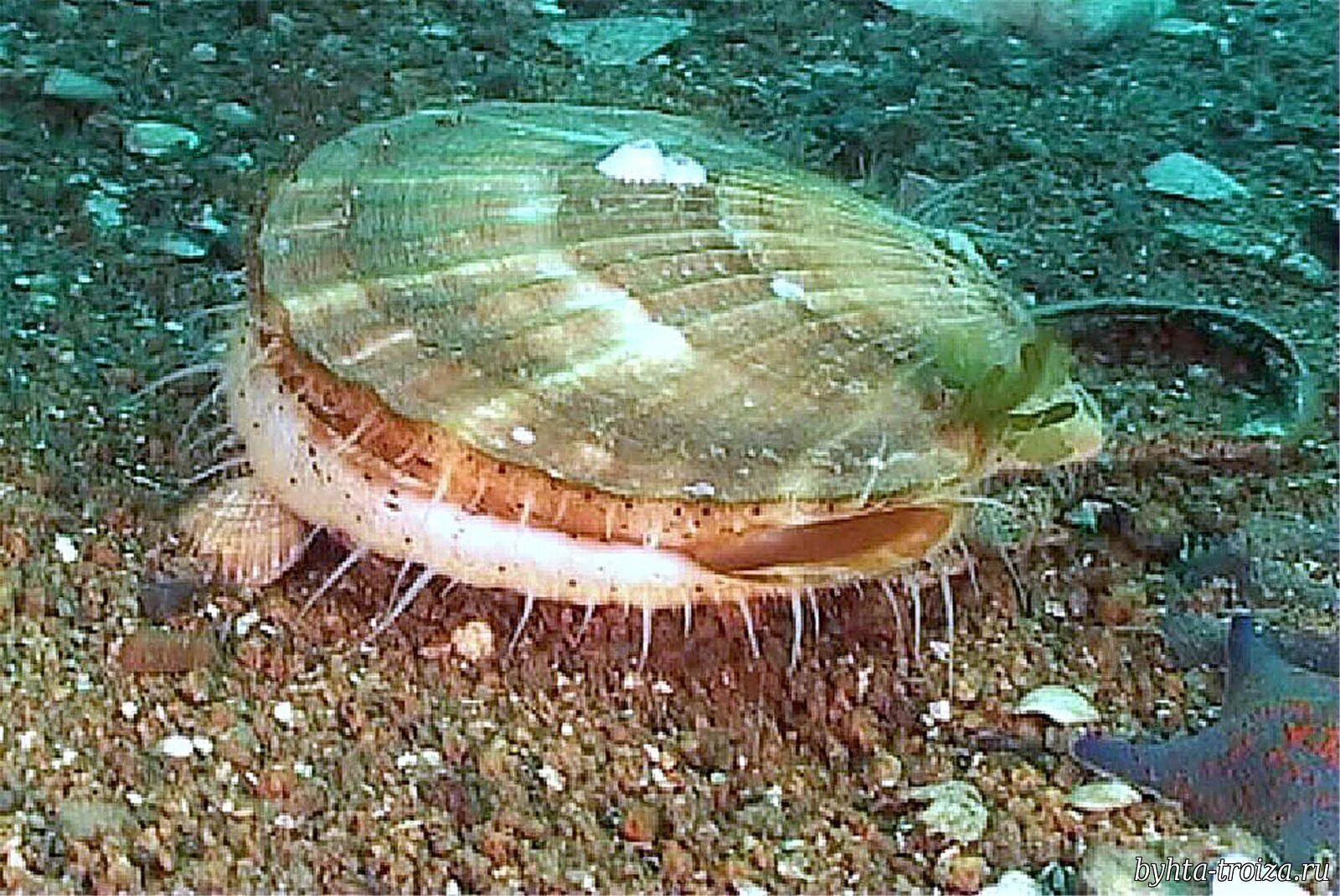 Гребешок Приморский. Морской гребешок Дальневосточный. Дальневосточный морской заповедник гребешки. Морской гребешок в японском море.