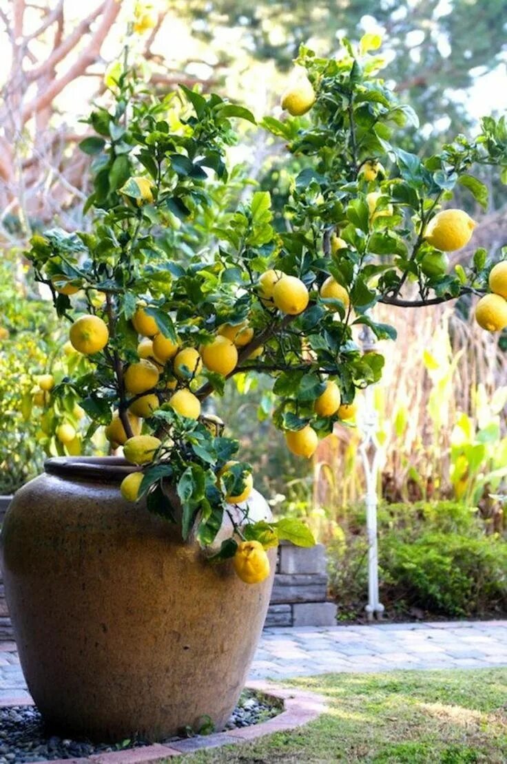 Маленькое лимонное дерево. Цитрус лимон дерево. Lemon Tree (лимонное дерево). Лимон Пандероза. Лимонное дерево Аризона.