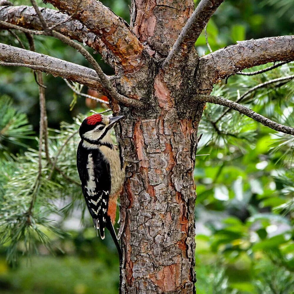 Домик для дятла. Дятел на сосне. Сосновый дятел. Дятел сосновый. Желтобрюхий дятел.