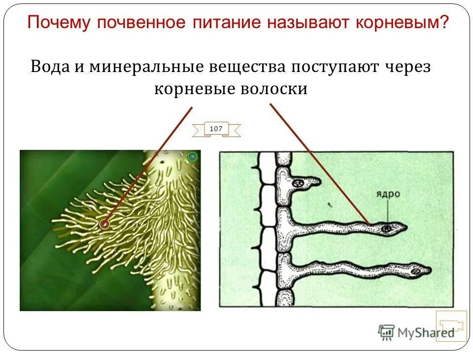 Корневой чехлик покрыт корневыми волосками