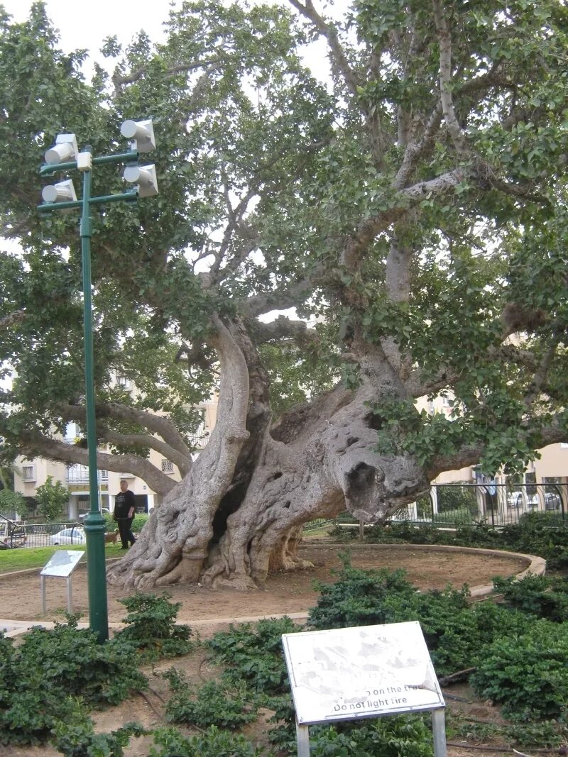 Дерево смоковница смоковница. Смоковница в Израиле. Фиговое дерево смоковница корни. Библейская смоковница.