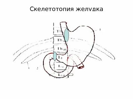 Желудок топография
