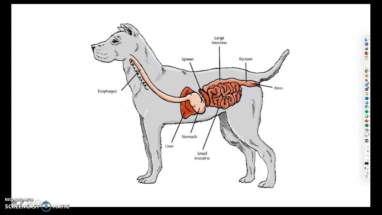 Где у собаки железы. Система пищеварения собаки схема. Строение пищеварительной системы собаки. Анатомия пищеварительной системы собаки. Схема органов пищеварительной системы у собаки.
