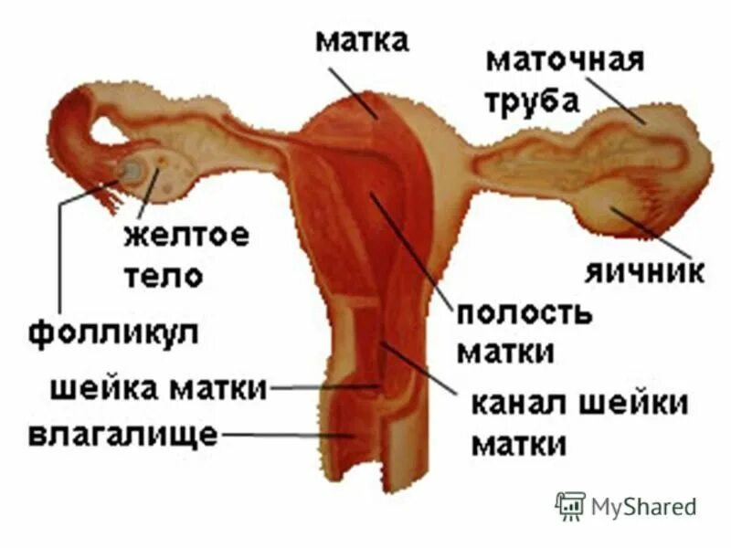 Где матка и яичники