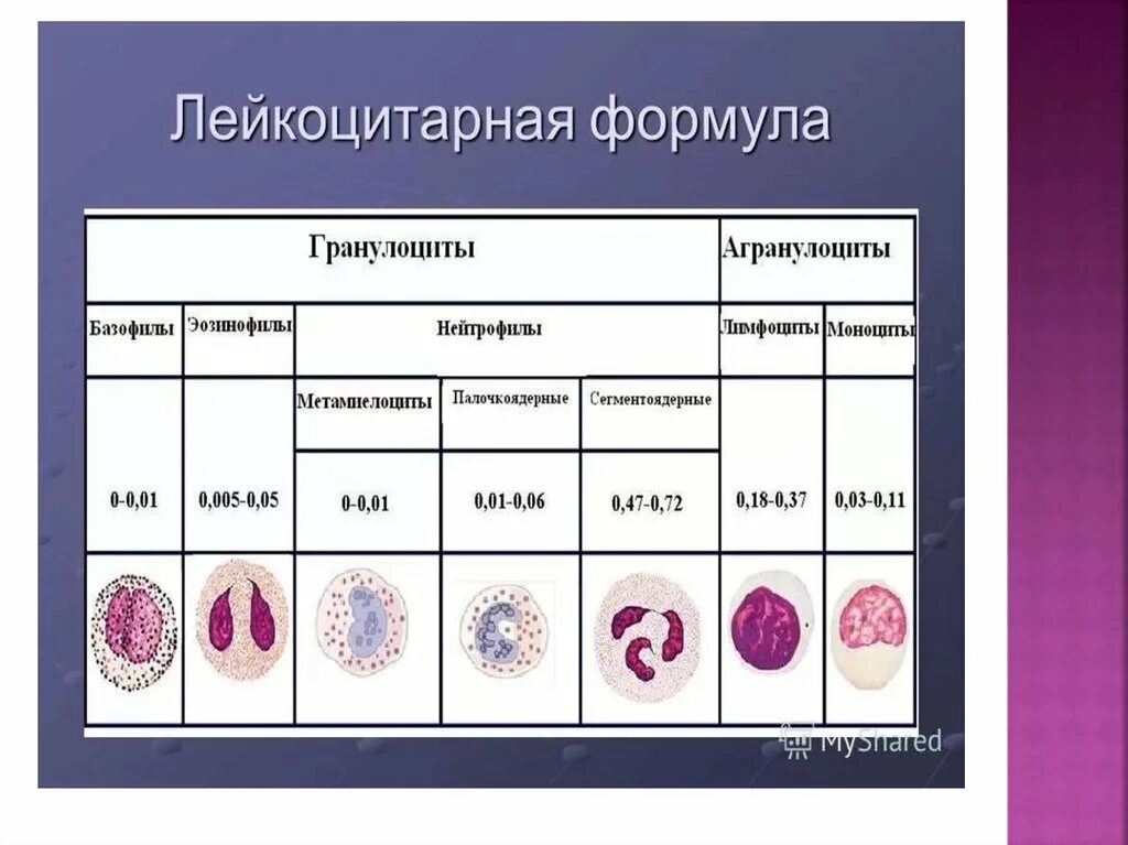 Кровь биология 11 класс. Внутренняя среда организма ЕГЭ. Внутренняя среда организма ЕГЭ биология. Состав крови постоянство внутренней среды. Биология 8 класс внутренняя среда организма кровь.