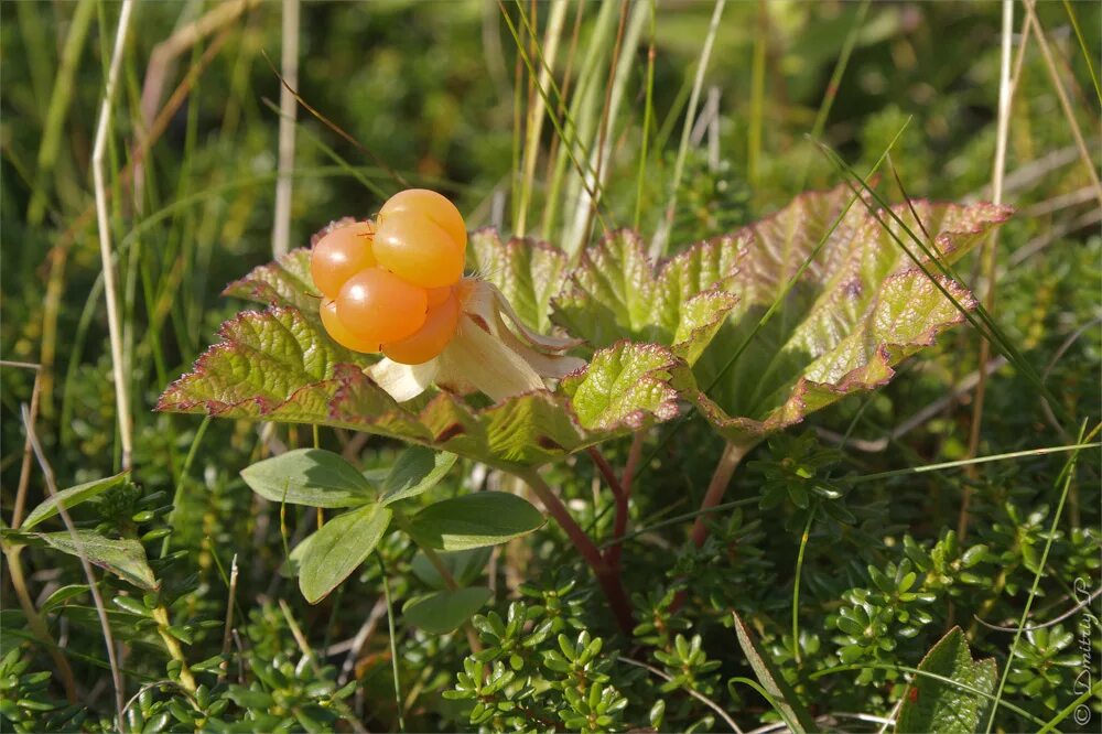 Морошка Болотная. Растения тундры Морошка. Морошка приземистая, Rubus chamaemorus l.. Морошка ягода куст.