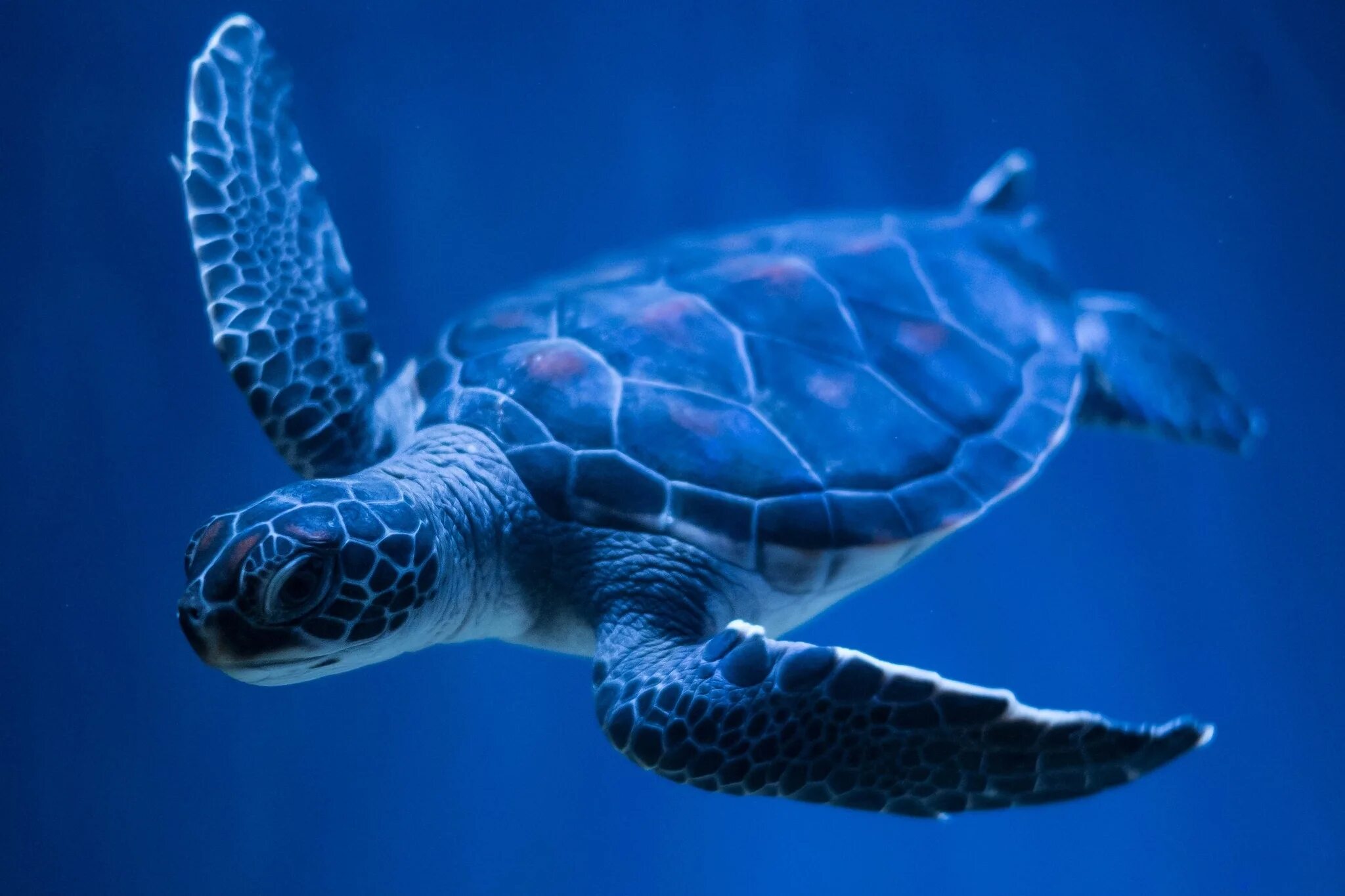 Красивая черепаха. Морская черепаха бисса. Панцирь морской черепахи. Черепаха бисса (Каретта). Черепаха бисса панцирь.