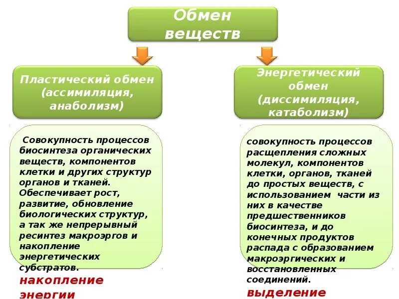 Каково значение обмена веществ. Обмен веществ и энергии терморегуляция. обмен веществ и энергии физиология. физиология обмена веществ и энергии терморегуляция. метаболизм это физиология.