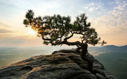 Дерево на скале - 57 фото