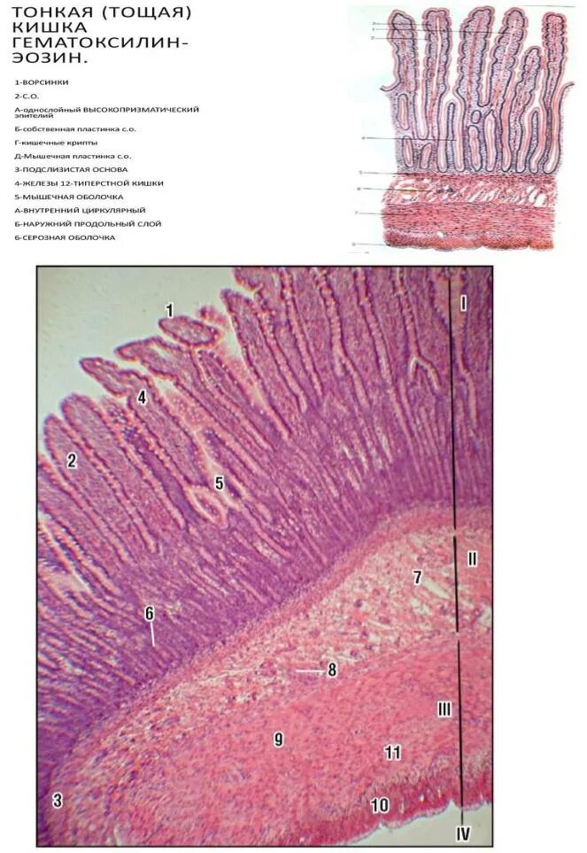 Ткани толстой кишки. Толстая кишка гистология препарат. Тонкая кишка гистология. Тонкая кишка двенадцатиперстная кишка окраска гематоксилин-эозин. Тонкая кишка гистология препарат.