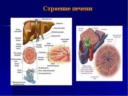 Печень это орган какой