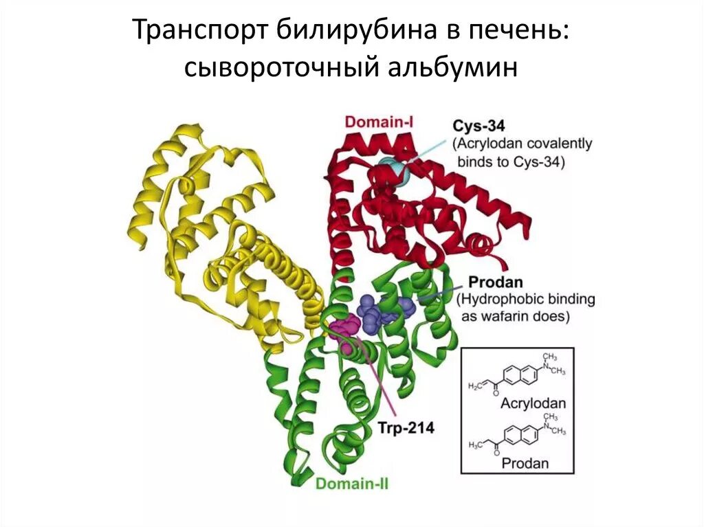 Повышен белок в печени. Альбумин сыворотки крови строение. Билирубинсвязывающая функция альбумина. Человеческий альбумин структура. Структура альбумина формула.