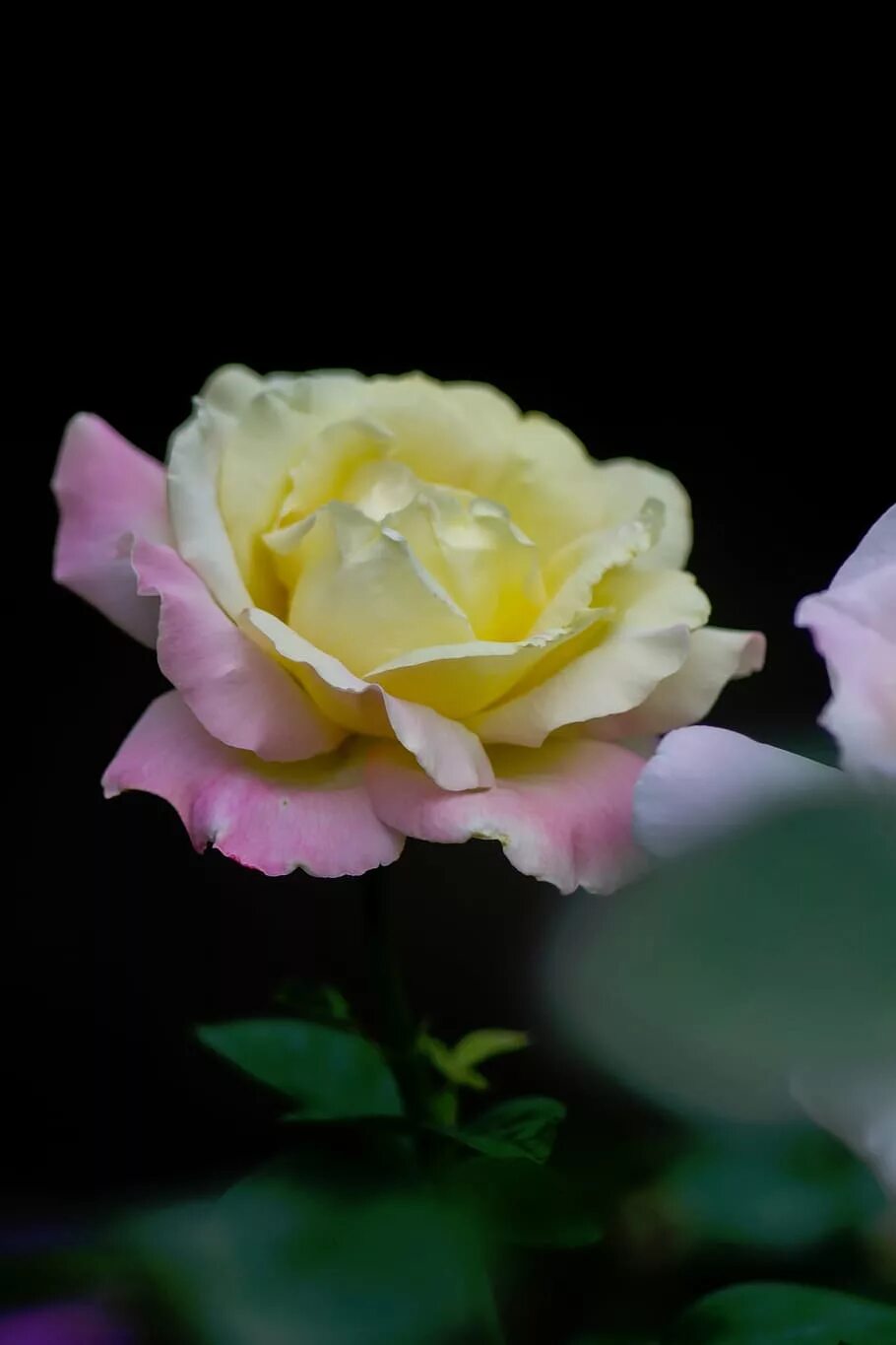 Желтоватые или розовые лепестки. Желто розовые розы. Лепестки розово-желтых роз.