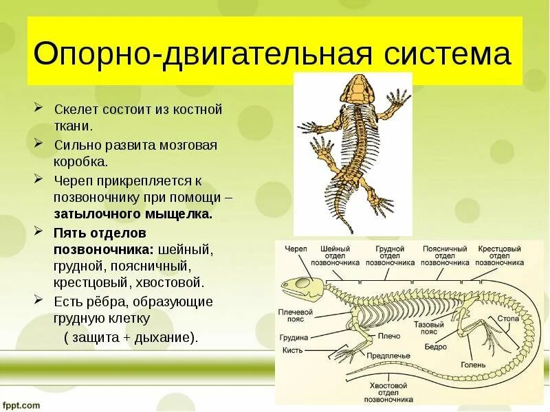 Роль позвоночных. Опорно двигательная система рептилий. пресмыкающиеся особенности строения скелета. структура скелета рептилий. внутренний скелет позвоночных. пресмыкающиеся кратко.