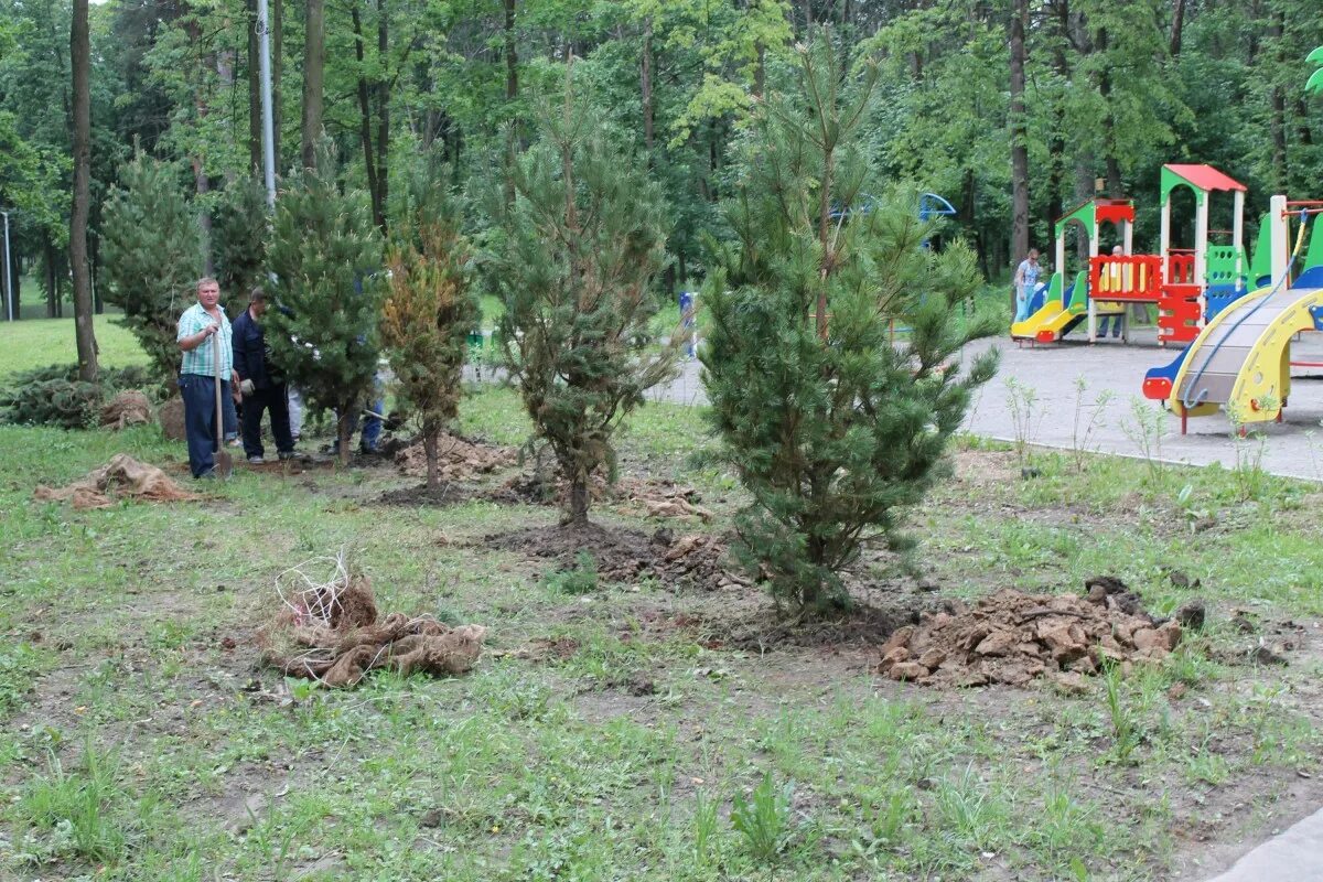 Высадка сосен в городе. Посадка сосны в детском саду. Высадка сосен на Пионерском проспекте. Сосна Горная посадка. Пересадка сосны