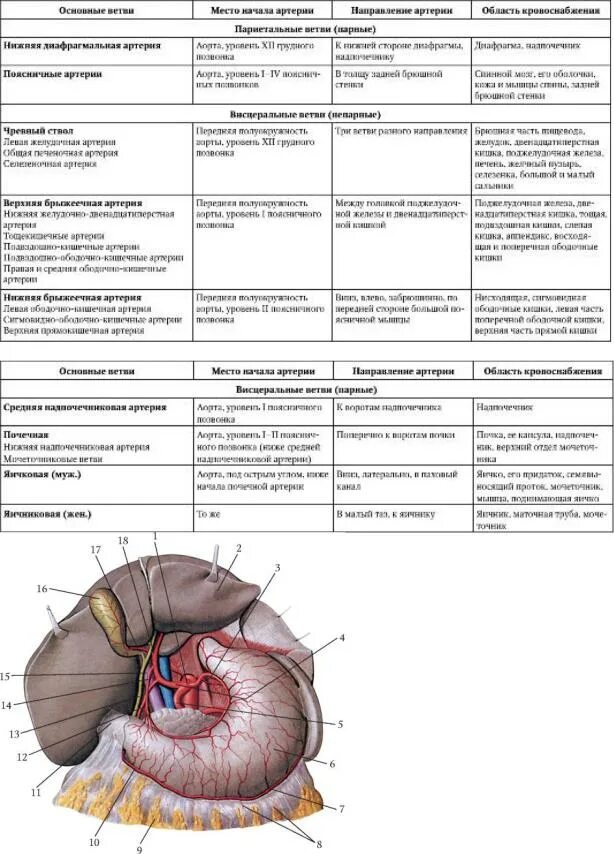 Чревный ствол артерии таблица. Ветви чревного ствола кровоснабжают. Схема ветвления чревного ствола. Общая печеночная артерия и чревный ствол.