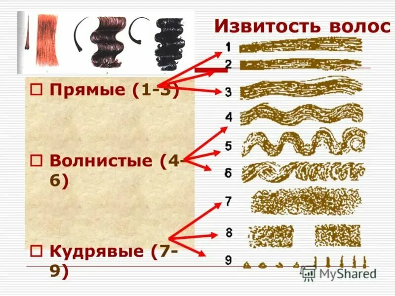 Различия волос. Типы волос по структуре. Этнические типы волос. Типы волос прямые кудрявые. Виды волос прямые кудрявые волнистые.