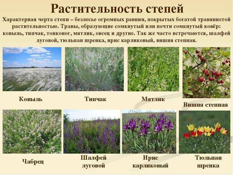 Степь почвы растения животные. Растительный мир Степной зоны. Растения степей России 8 класс. Растительный мир природной зоны степи. Растительный мир степи в России.
