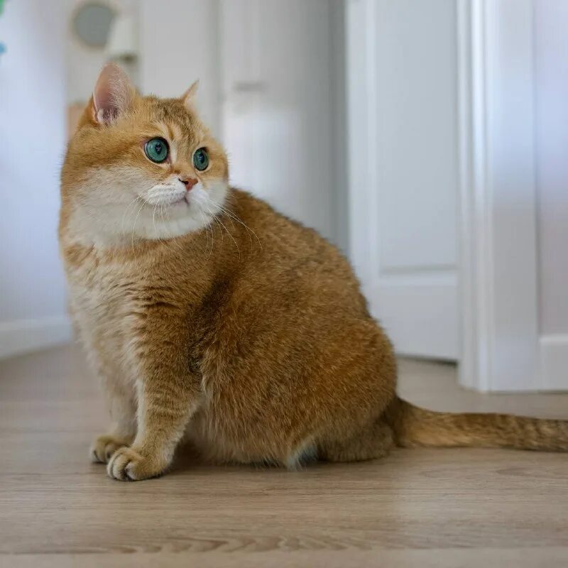 хосико космонавт. шотландская хосико. британская шиншилла хосико. японский хосико. хосико кэт.