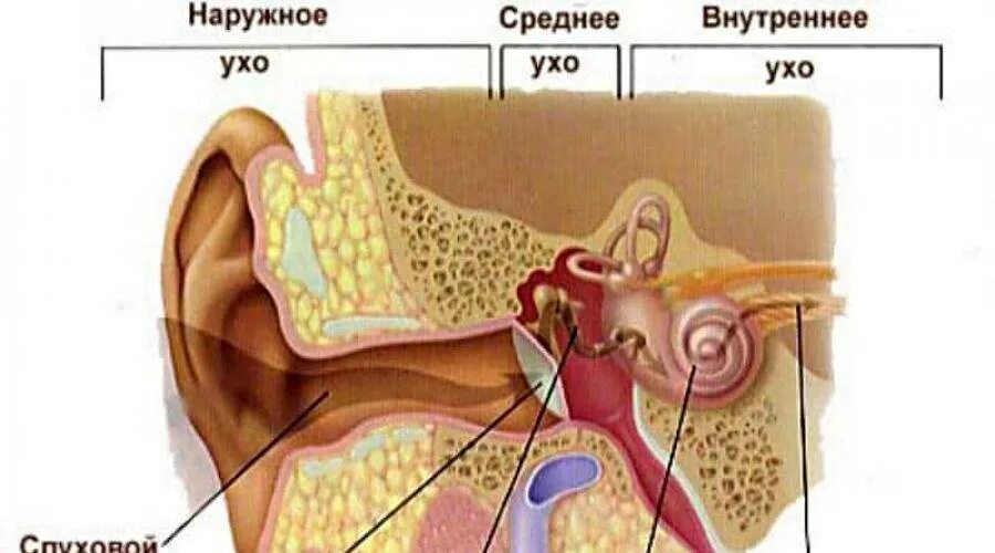 Вода в ухе. Вода попала в среднее ухо.